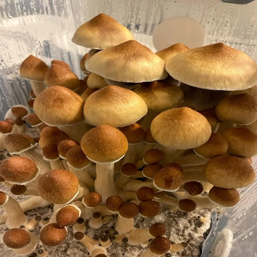 lizard king magic mushrooms