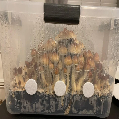 lizard king magic mushroom strain