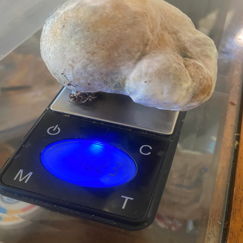 F+ MAGIC MUSHROOM