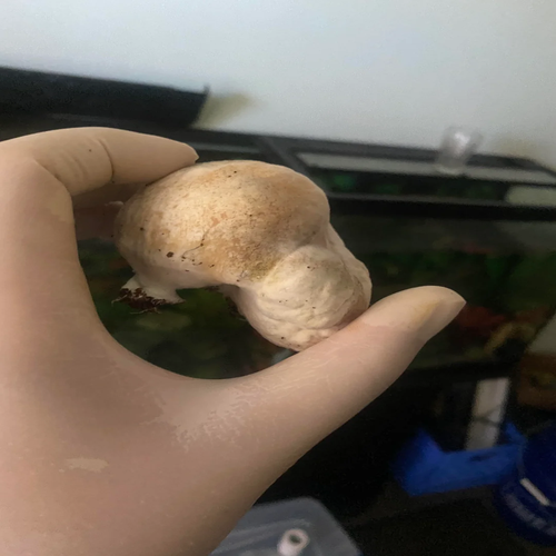 F+ MAGIC MUSHROOM