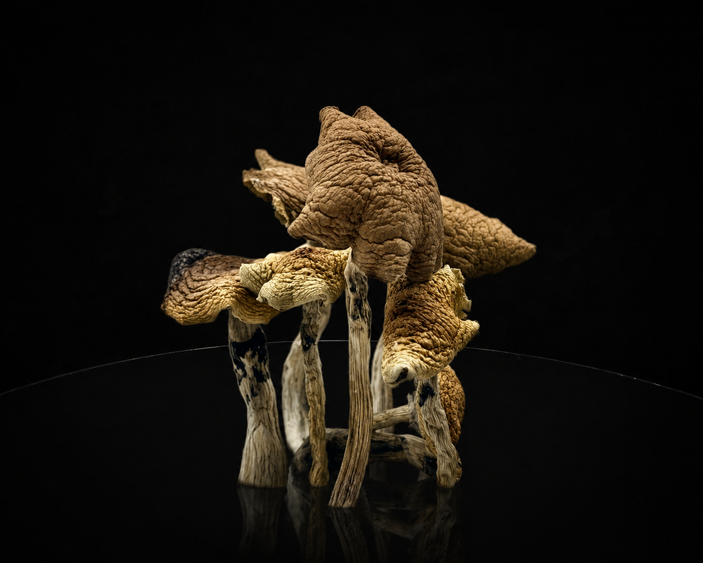 Orissa Magic Mushrooms