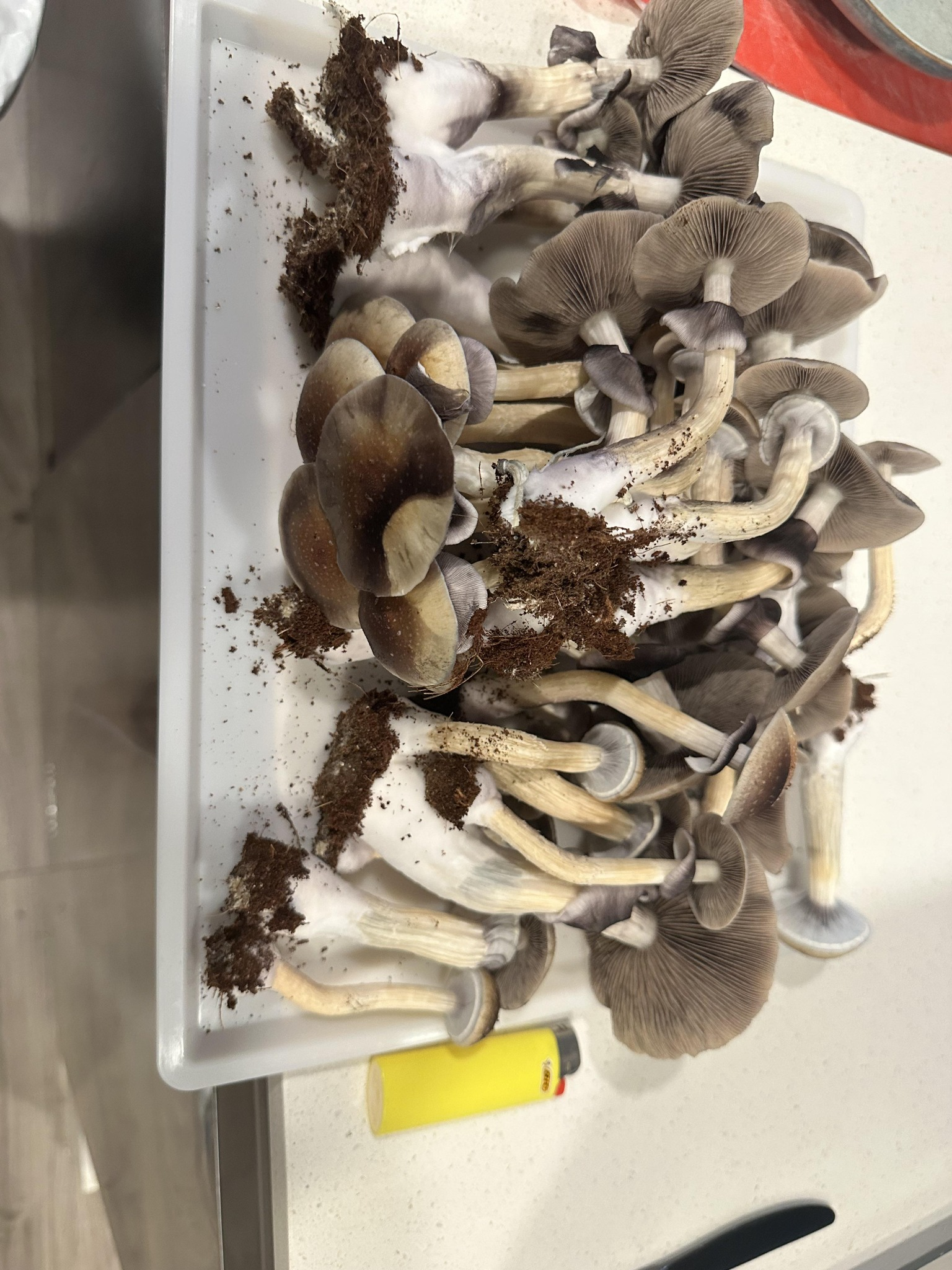 B+ Magic Mushrooms