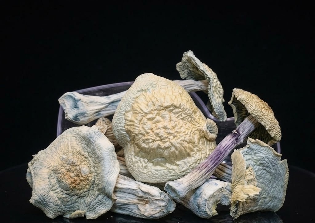 buy Orissa Magic Mushroom strain