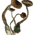JMF magic mushroom strain