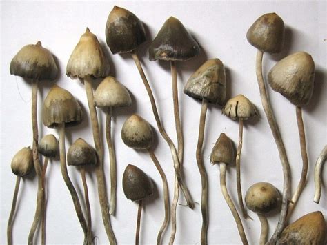 Liberty Caps Magic Mushroom strain