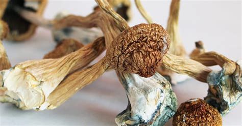 Golden Teacher Mushrooms