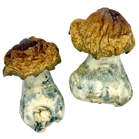 Texas Yellow Cap Magic Mushrooms strains