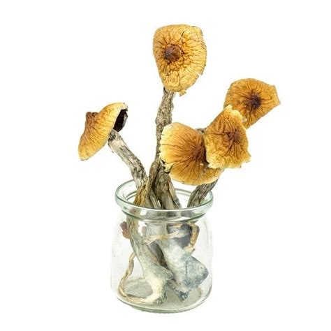 BRAZILIAN MAGIC MUSHROOMS