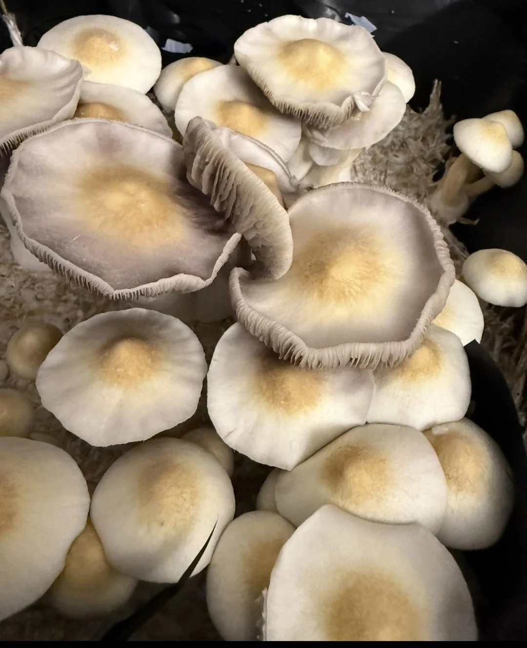 Aztec Gods Magic Mushrooms