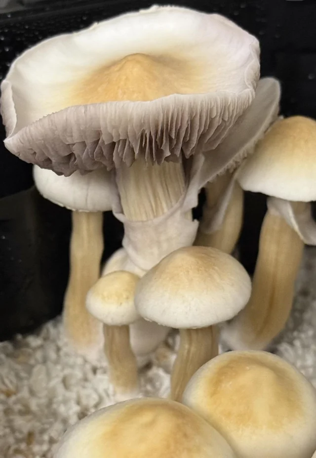Aztec Gods Magic Mushrooms