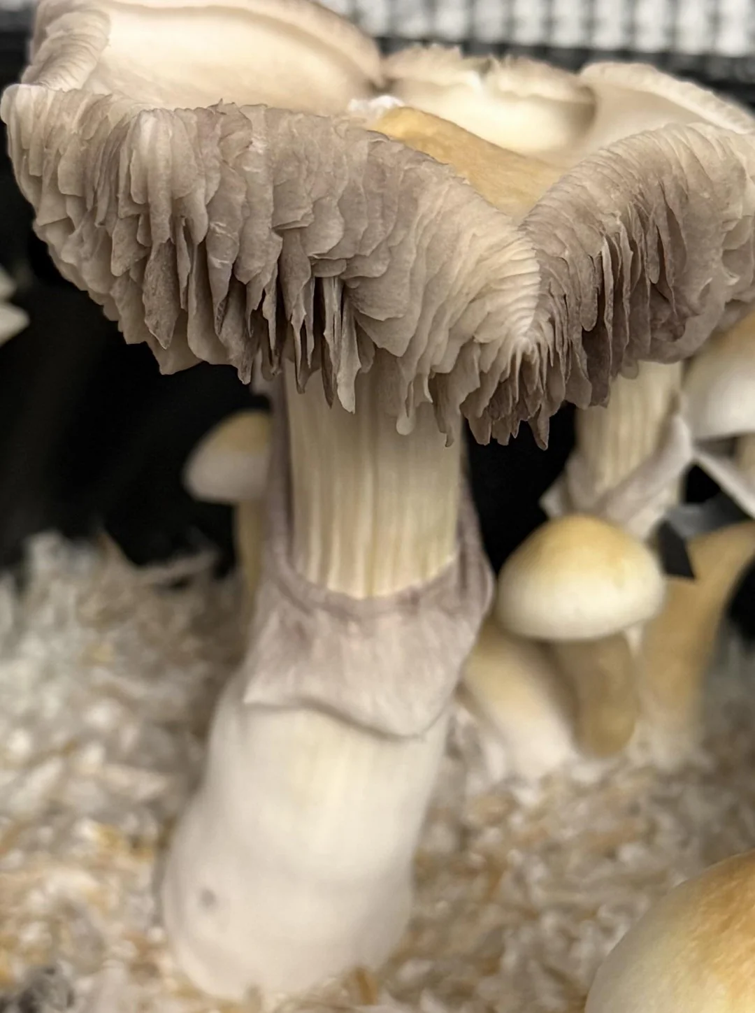 Aztec Gods Magic Mushrooms