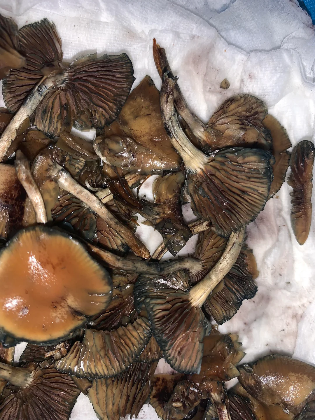 Wavy Cap Magic Mushrooms