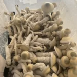 Thrasher Magic Mushrooms strain