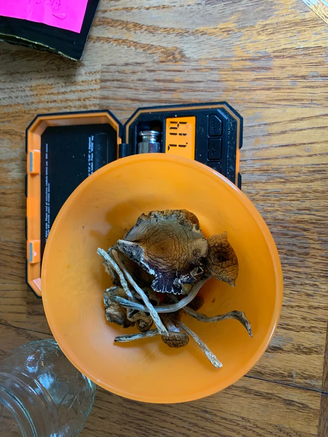 Brazilian Magic Mushrooms
