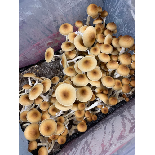 Cambodian Magic Mushrooms