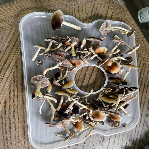 Orissa Magic Mushrooms