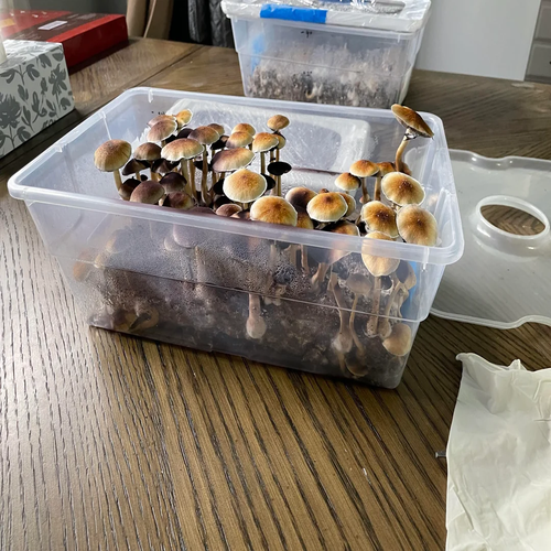 Orissa Magic Mushrooms
