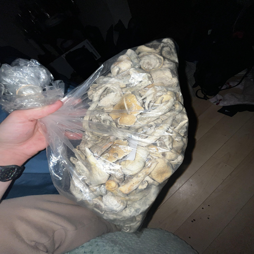 Thrasher Magic Mushrooms