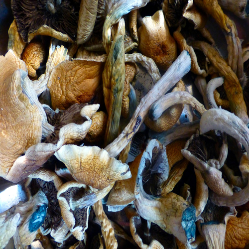 ALACABENZI MAGIC MUSHROOM