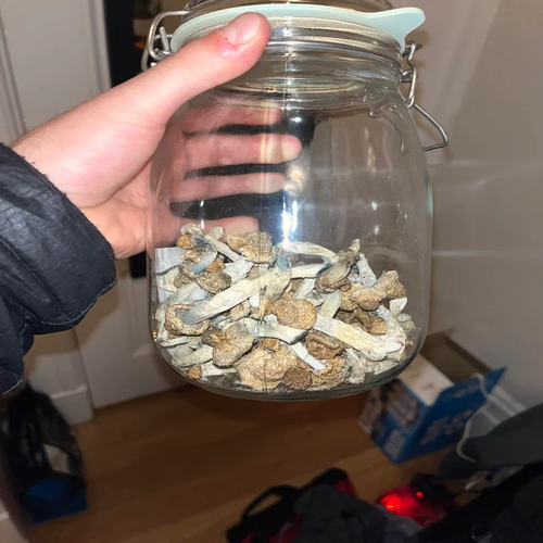 Penis Envy Magic Mushrooms