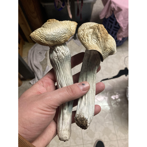 Golden Teacher Mushrooms