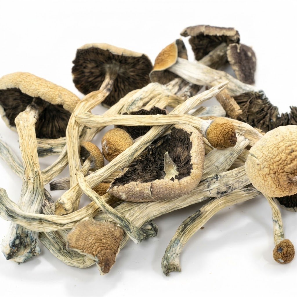 White Burma Magic Mushroom Strain