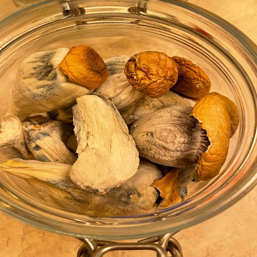 Texas Yellow Cap Magic Mushrooms