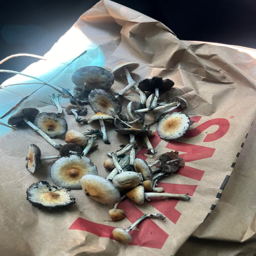 Amazonian Magic Mushrooms strains