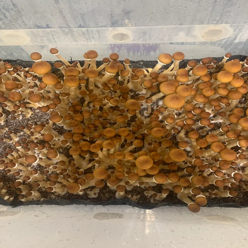 Cambodian Magic Mushrooms