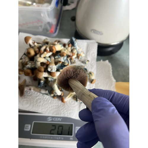 Golden Teacher Mushrooms