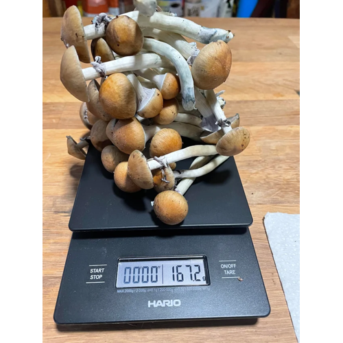 Mazatapec Magic Mushrooms