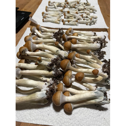 Mazatapec Magic Mushrooms