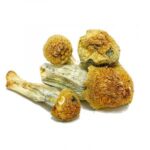 Penis Envy Magic Mushrooms Strains