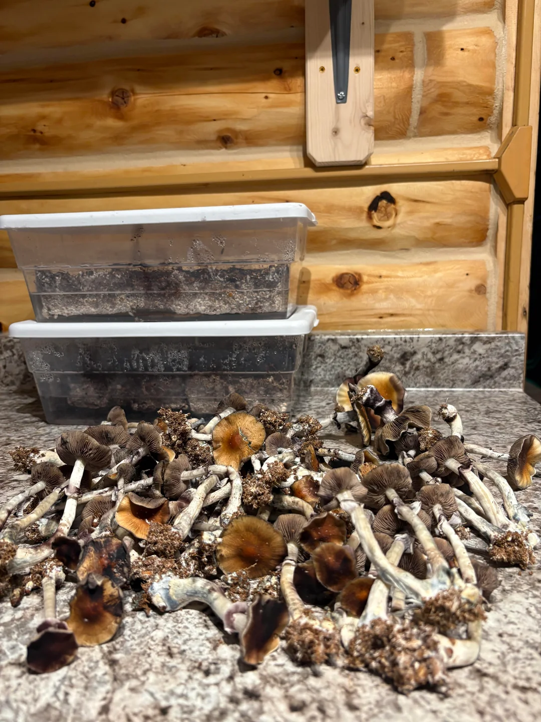 B+ Magic Mushrooms