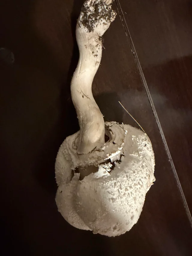 White Burma Magic Mushrooms