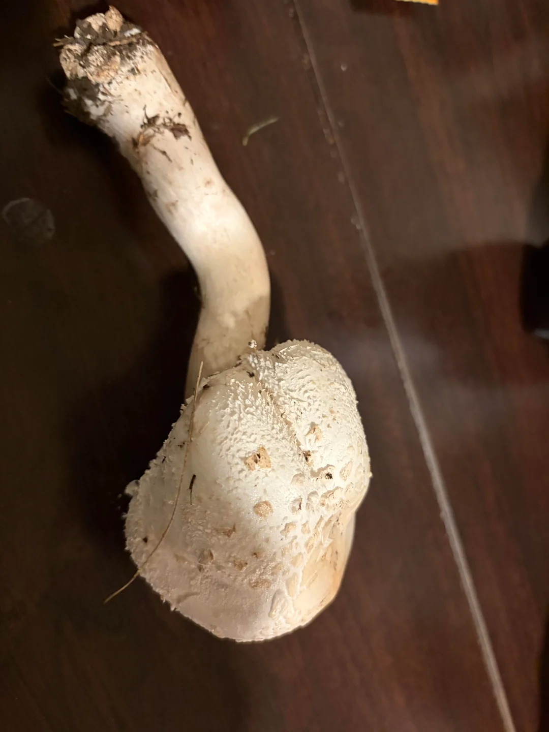 White Burma Magic Mushrooms