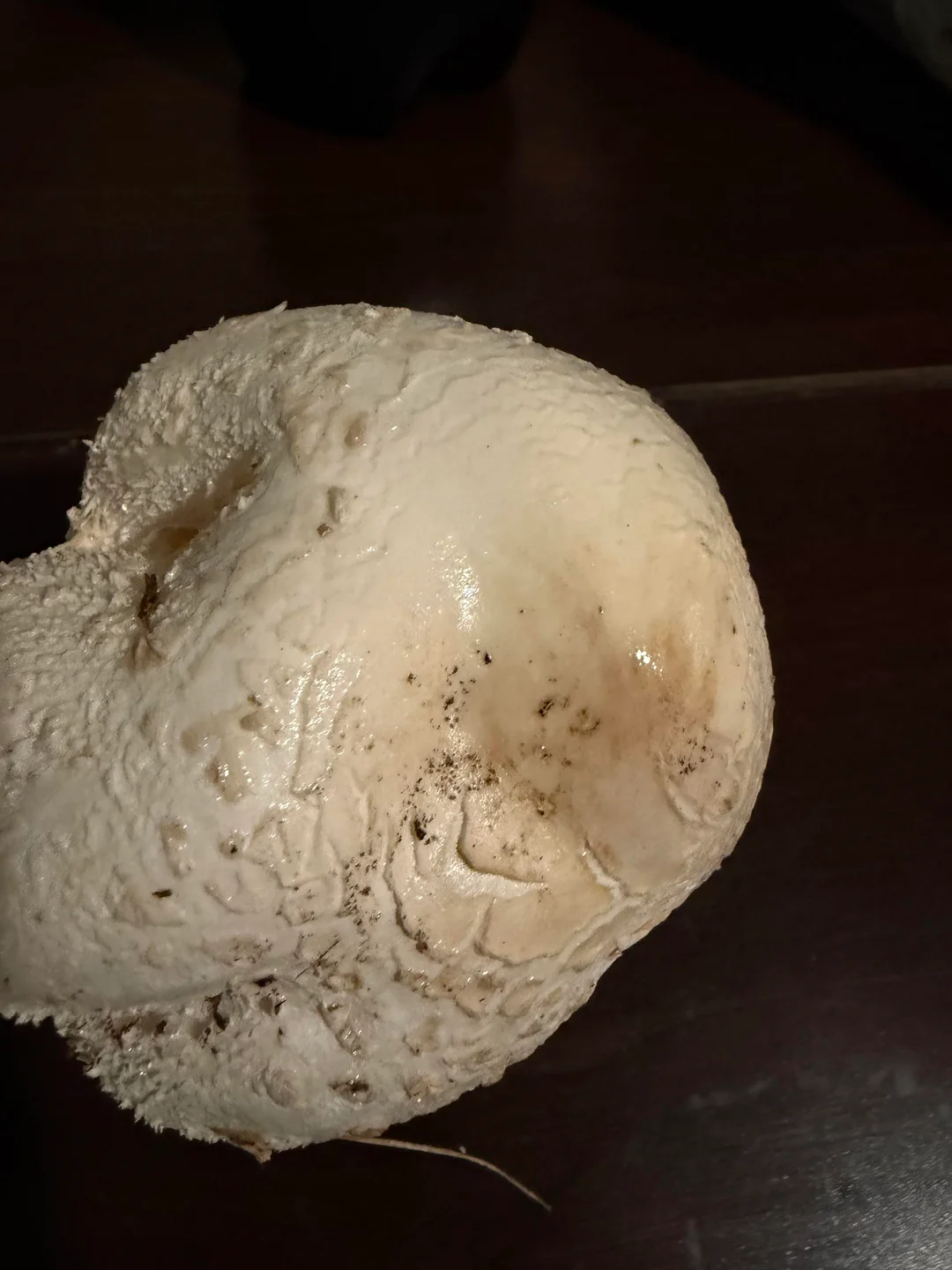 White Burma Magic Mushrooms