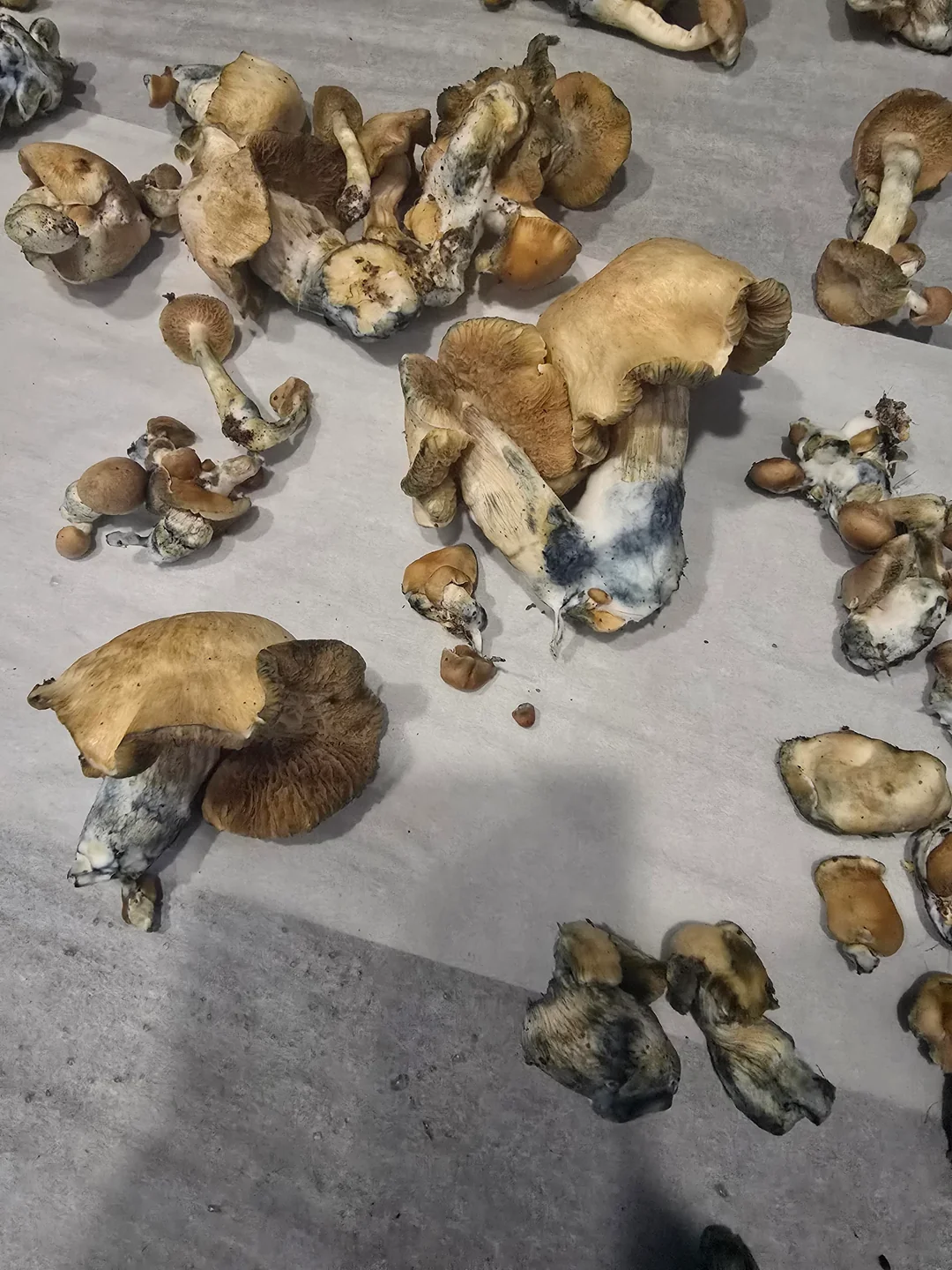 Tidal Wave Magic Mushrooms