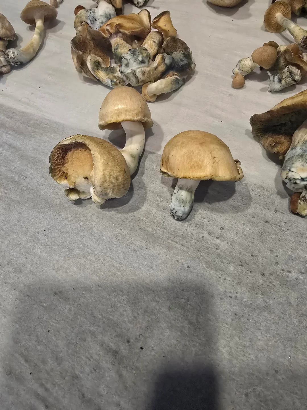 Tidal Wave Magic Mushrooms