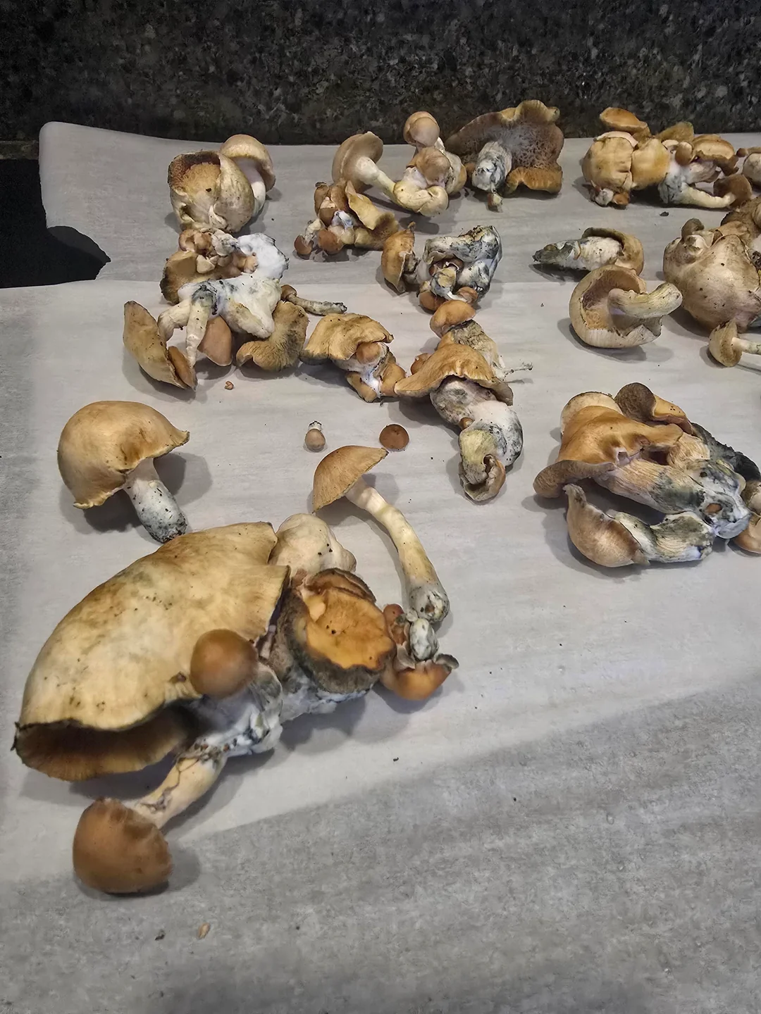 Tidal Wave Magic Mushrooms