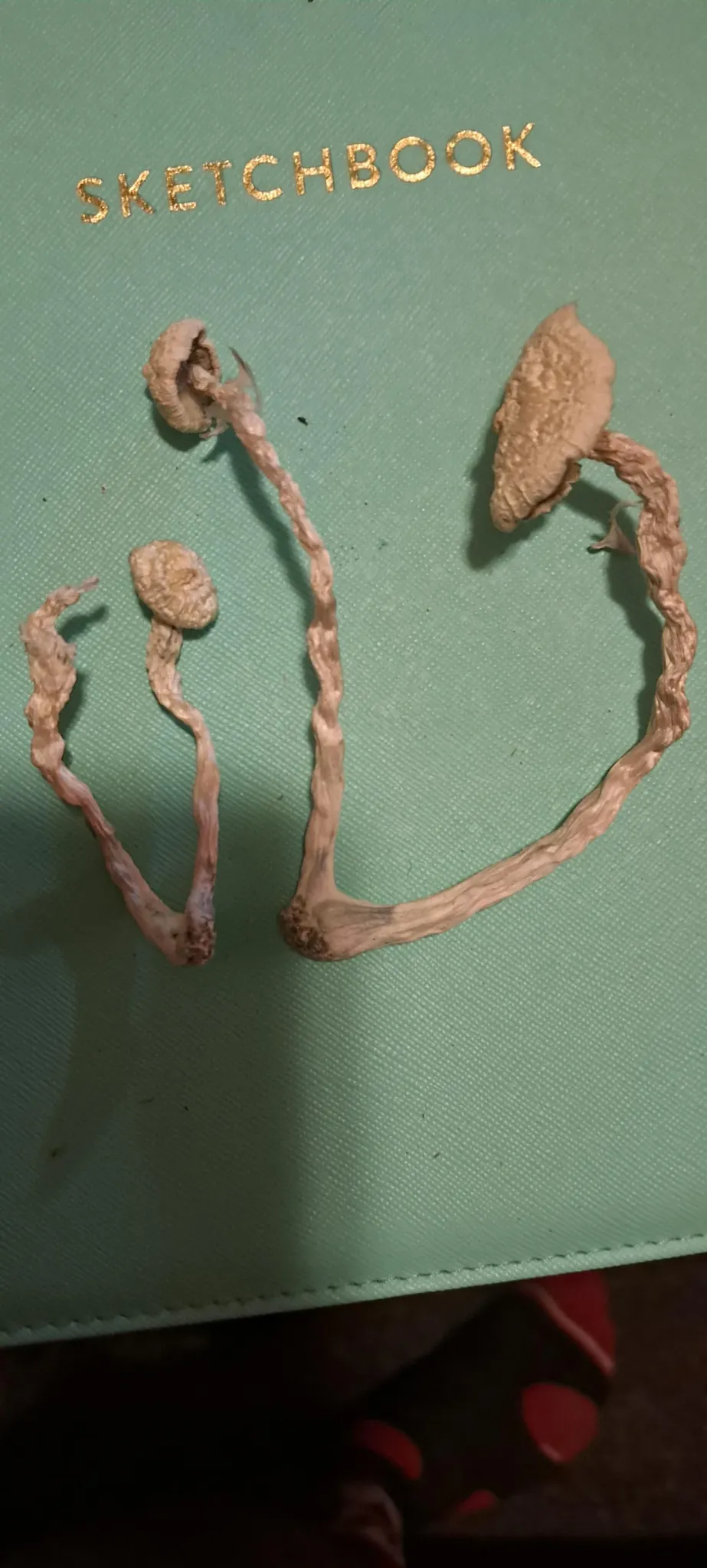 Avery’s Albino Magic mushroom