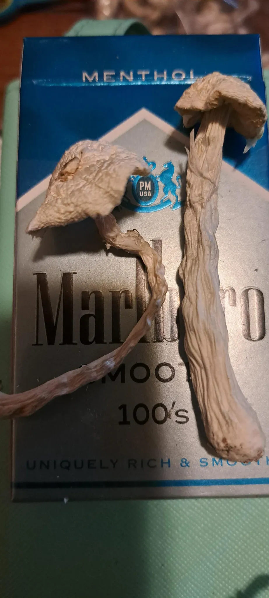 Avery’s Albino Magic mushroom