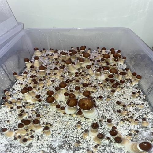 A+ magic mushroom Bath UK Buy A+ mushrooms in Bath A+ strain psilocybe Bath A+ mushroom spores Somerset