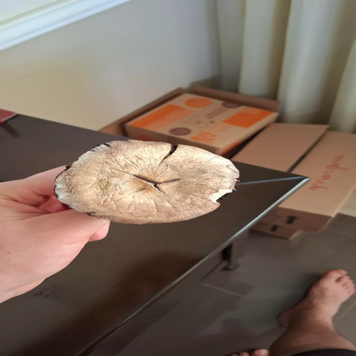 Brazilian magic mushroom Chester Brazilian strain spores Cheshire Buy Brazilian mushrooms Chester Brazilian psilocybe UK