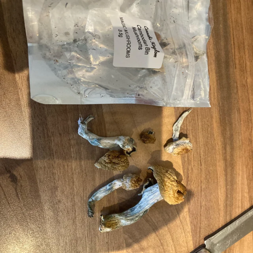 Cambodian magic mushroom Colchester Cambodian strain spores Essex Buy Cambodian mushrooms Colchester Cambodian psilocybe UK