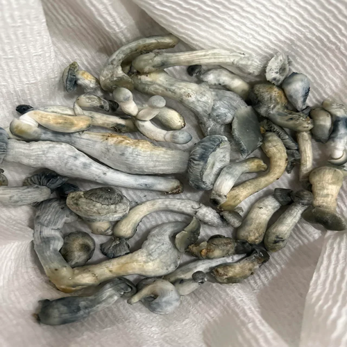 Avery's Albino mushroom Cambridge Avery's Albino spores Cambridgeshire Buy Avery's Albino strain Cambridge Avery's Albino psilocybe UK