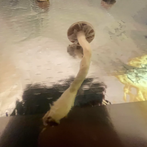 Aztec Gods magic mushroom Canterbury Aztec Gods strain Kent Buy Aztec Gods spores Canterbury Aztec Gods psilocybe UK