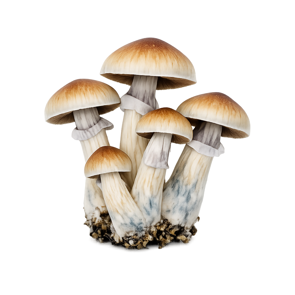 F+ magic mushroom Coventry F+ strain spores West Midlands Buy F+ mushrooms Coventry F+ strain psilocybe UK