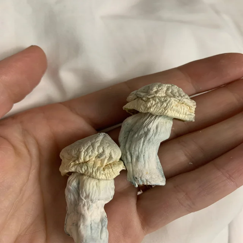 Buffalo magic mushroom Chichester Buffalo strain spores West Sussex Buy Buffalo mushrooms Chichester Buffalo strain psilocybe UK