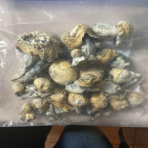 Alacabenzi magic mushroom Birmingham UK Buy Alacabenzi mushrooms in Birmingham Alacabenzi strain psilocybe Birmingham Alacabenzi mushroom spores West Midlands
